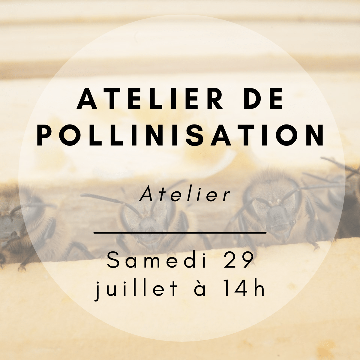 pollinisation